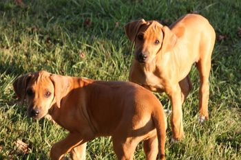 Rocky & Jaz enjoying some play time.
