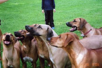 Our Ridgeback Picnic
