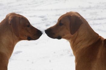 Jaz & Rocky
