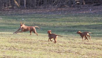 These puppies are going to be natural at coursing. If they see a leaf, they are gone!
