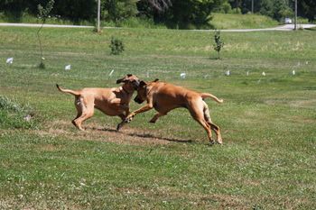 Sedona playing with new addition Aloha for the first time!
