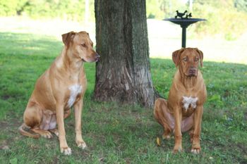 Oliver and mom Elsa sitting on the hillside.
