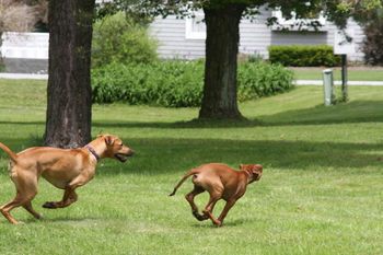Ella and Zeva running in the orchard!
