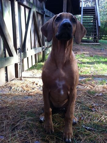 Ripley at 4 months old.
