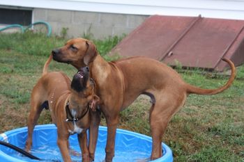 Madi's boys need a bigger pool. They also love to run up and down the creek.
