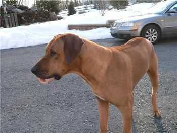 Zeus looks so much like Madi here especially with the bone in his mouth.
