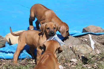 This is Kiowa. The boys headed right for the area where we set up our pool, when they got to play outside today for the first time.
