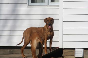 Rocky stands on the ramp that the litter of 14 used to play on.
