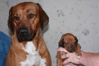 Kal and his girl Kali at 3 weeks old
