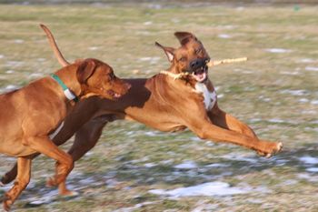 Kal & Oliver with their stick.
