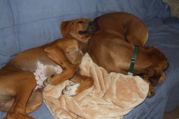 Lola and Madi napping
