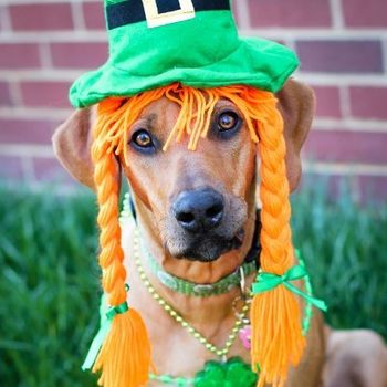 Ruby Roo all ready for St. Patrick's Day.
