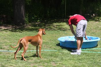 Niki waiting for her pool to fill up. This litter LOVES the water.
