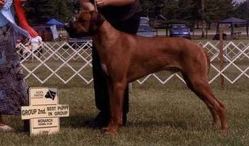 Kal's Sire: MBIS American/Canadian Champion Nashira's Ciro of Anjari's JC,CGC,TT
