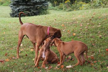 Kali with her two new little brothers, Tango & Cash
