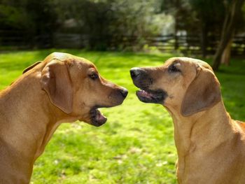 I we only knew what this conversation was all about with Ripley and Atticus....
