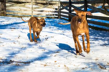 More play time for Atticus & Ripley
