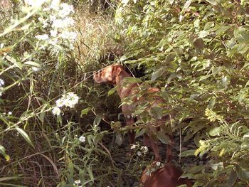 Elsa hunting in the creek bed.
