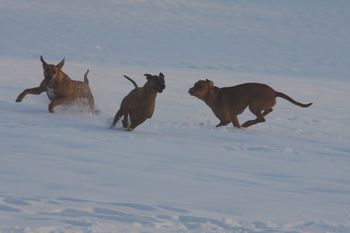 Oliver and Kal chasing Reggie
