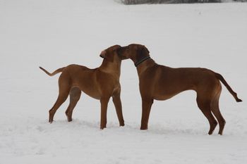 Ella with Jaz from Madi's second litter
