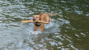 Djuma loves the water and going to camp!
