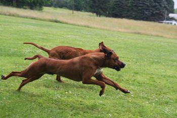 Kal and Oliver racing here at home!
