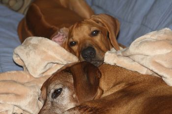 Jaz and Reggie became good buddies. She is the only dog who has picked up Reggie's whisker nibbling. He loved it when she did it back to him! It was priceless.
