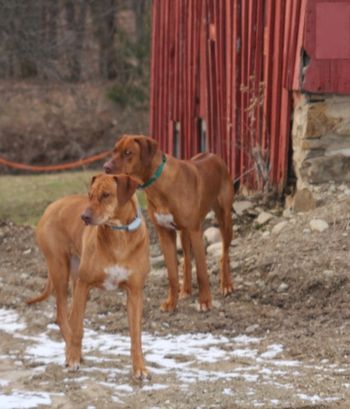 Elsa & Oliver watching for the squirls.
