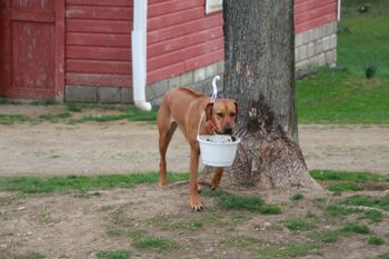 Madi jumped the fence and came out of the garden wearing this flower pot!!
