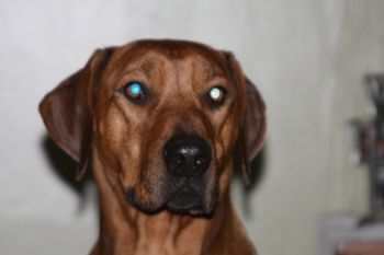 This pic of Eli was taken 12/20/10 Eli lives with Dozer the cat. Dozer has a fit when Eli comes for visits. And he is always excited to have him come back home!
