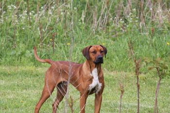 Kal is our sixth Ridgeback and has 9 show points! Kal has fathered his first litter! Check out Kal's page for lots of photos and his pedigree. He is fun loving and as sweet as a lamb.
