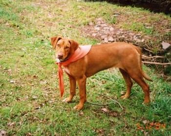 Elsa with her blaze scarf. We put them on all the dogs during hunting season. We love Invisible Fence, the dogs are safe and happy.
