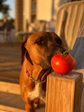 Summer lovin' that garden
