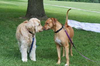 Djuma and Kekona's big brother Makua meet at the reunion!
