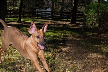 Ripley and her wild ears
