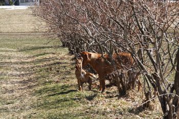 Djum giving Elsa a kiss in the blueberry bushes.
