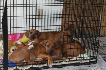 Pretty soon they wont fit into the crate together. Guinness and Hooch say goodbye this weekend.
