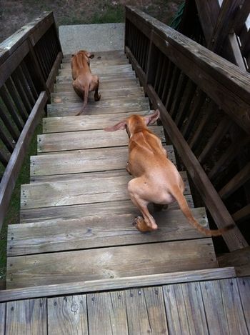 Ripley and Atticus take on the stairs!
