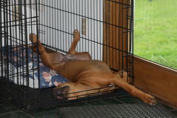 Madi loves her kennel.
