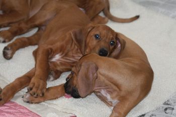 Niki loves to chew on Kiowa's ears.
