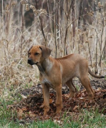 Nala being a sight hound
