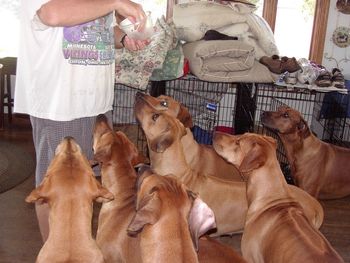 Brian holding the treat bag has everyone's attention.
