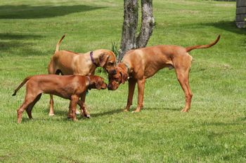 Oliver, Ella and Zeva in the huddle.
