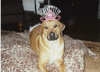 Beautiful Sedona on her first birthday. Thanks Robin for the great pics!
