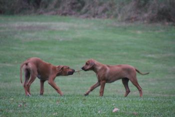 Jaz and Rocky's play date
