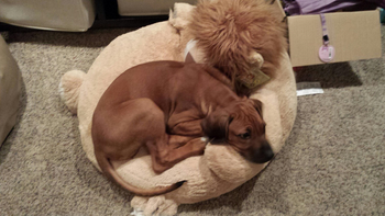 And Giunness loves his Lion, so glad he took it home with him.
