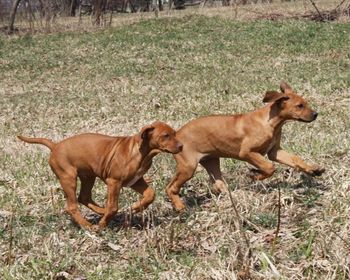 Two of the boys Oliver & Scirocco
