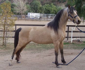 Regency The Dragoness 2009 Buckskin Filly
