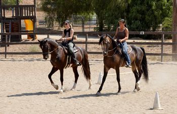 Weber Training Stables - Walker photos