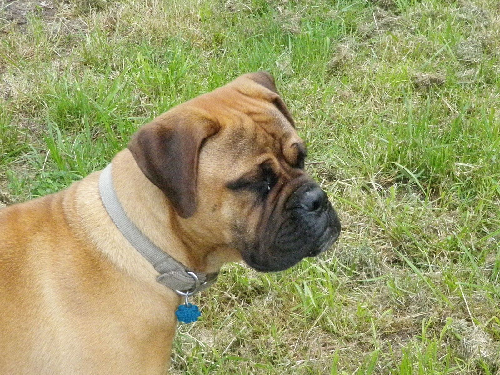 Gaffle bullmastiffs hot sale